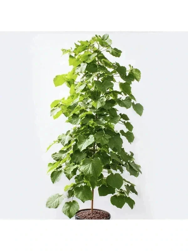 Catalpa commun - H.175/200cm - Baliveau - Pot de 15 litres - Image 4