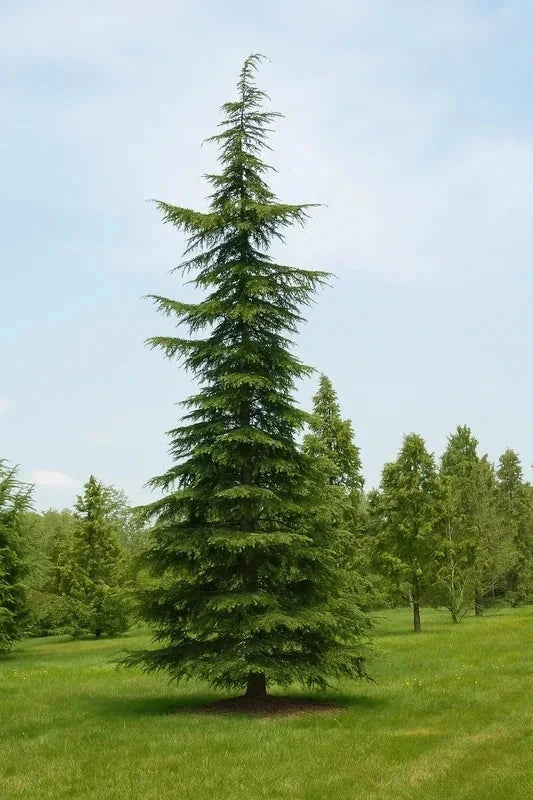 Cèdre de l'Himalaya - H.100/125cm - Pot de 7,5 litres