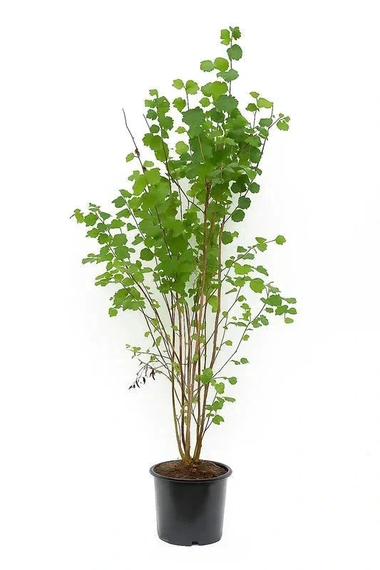 Cercidiphyllum japonicum - Baliveau - H.175/200 cm - Pot de 15 litres