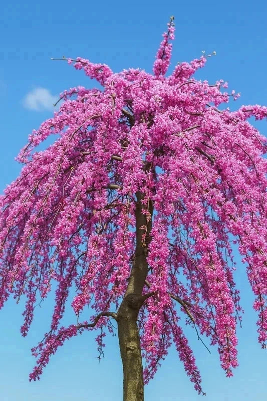 Cercis canadensis 'Traveller' - Baliveau - H.175/200 cm - Pot de 15 litres