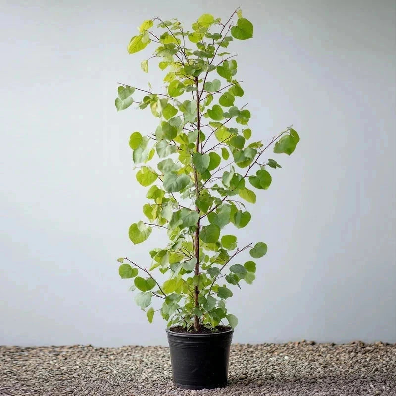 Cercis canadensis 'Vanilla Twist' - H.175/200cm - Pot de 15 litres