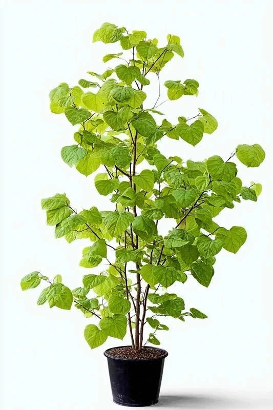 Cercis de Chine 'Shirobana' - H.175/200cm - Pot de 15 litres - Image 1