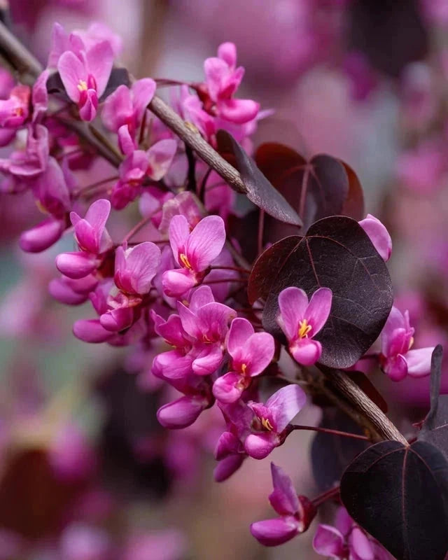 Cercis du Canada 'Ace of spades' - H.175/200cm - Pot de 15 litres