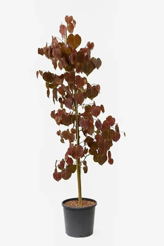 Cercis du Canada 'Ace of spades' - H.175/200cm - Pot de 15 litres - Image 2