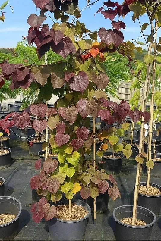 Cercis du Canada 'Ace of spades' - H.175/200cm - Pot de 15 litres - Image 3