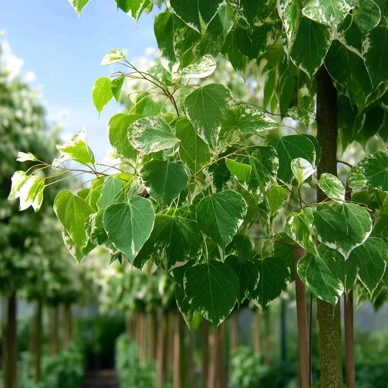 Cercis du Canada 'Alley Cat' - Baliveau - H.175/200cm - Pot de 15 litres