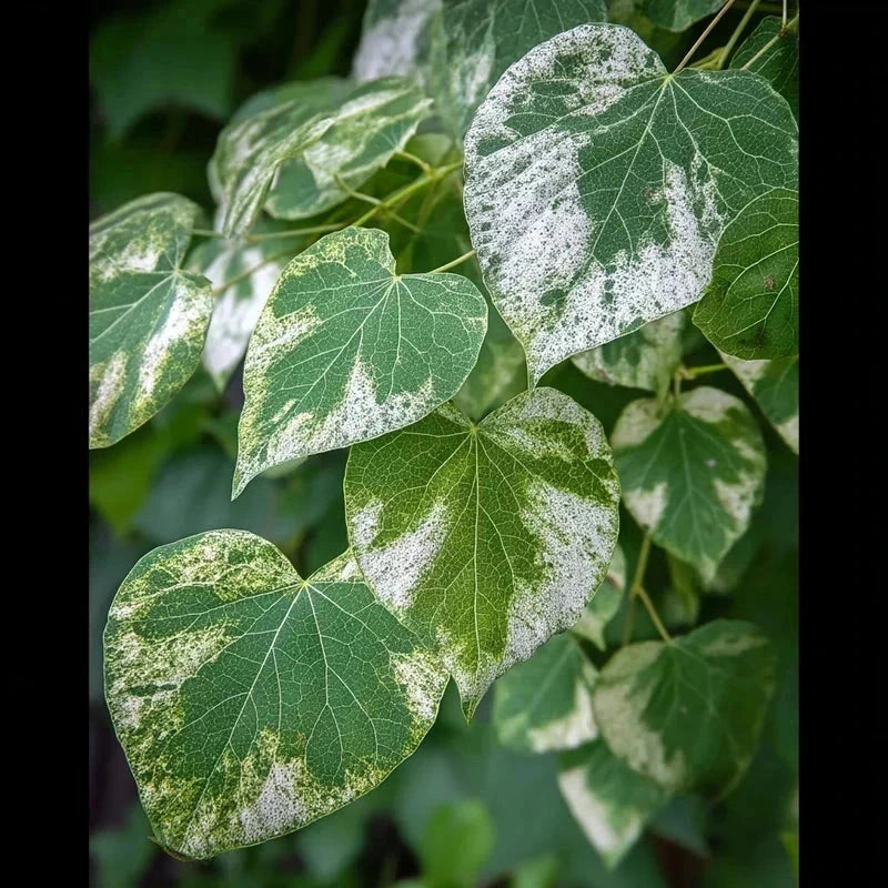 Cercis du Canada 'Alley Cat' - Baliveau - H.175/200cm - Pot de 15 litres - Image 3