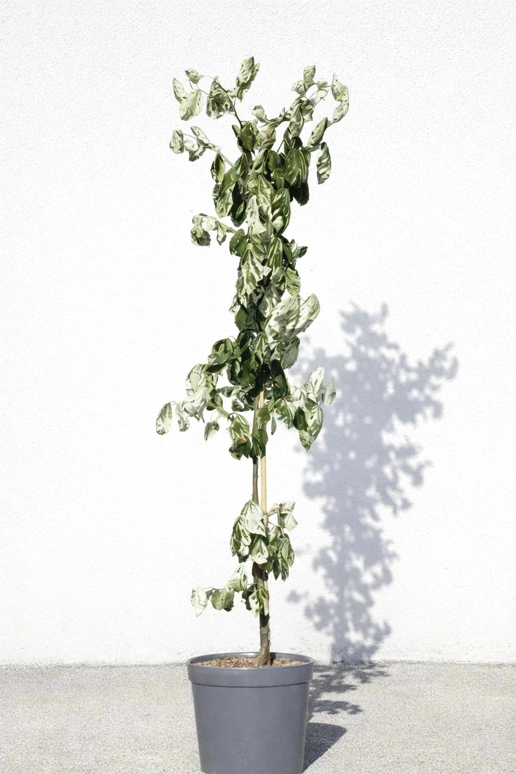 Cercis du Canada 'Alley Cat' - Baliveau - H.175/200cm - Pot de 15 litres - Image 4