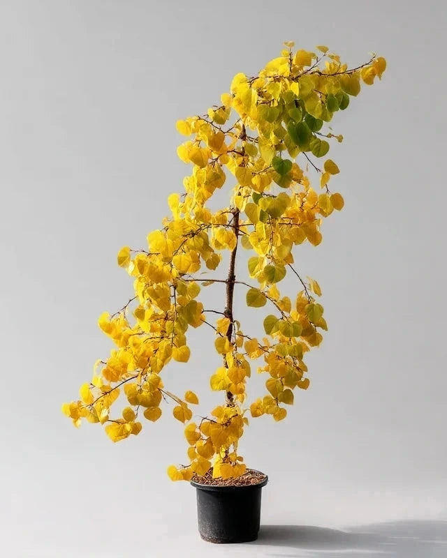 Cercis du Canada 'Golden Falls' - H.175/200 cm - Pot de 15 litres
