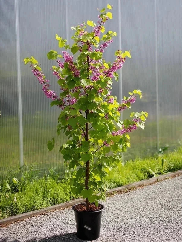 Cercis du Canada 'Pink pom pom' - H.175/200cm - Pot de 15 litres