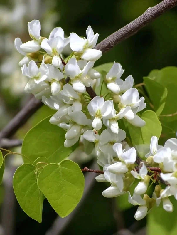 Cercis du Canada 'Royal White' - H.175/200cm - Pot de 15 litres