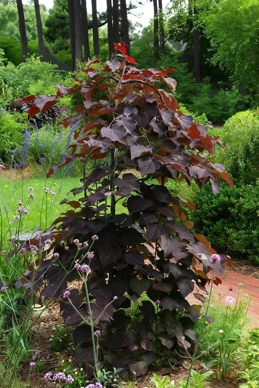 Cercis du Canada 'Ruby Falls' - H.175/200cm - Pot de 15 litres