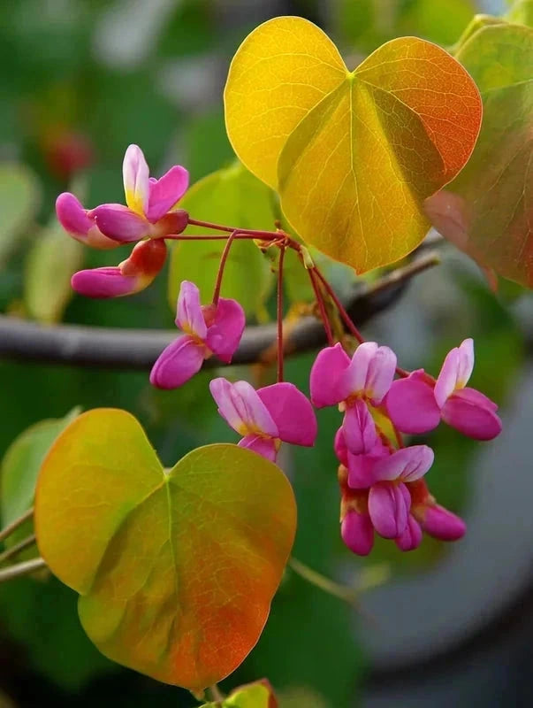 Cercis du Canada 'The Rising Sun' - H.175/200cm - Pot de 15 litres - Image 1
