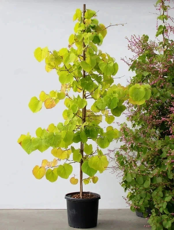 Cercis du Canada 'The Rising Sun' - H.175/200cm - Pot de 15 litres - Image 2