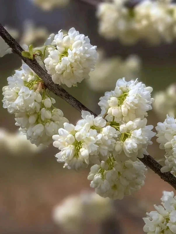 Cercis du Canada 'White pompom' - H.175/200cm - Pot de 15 litres