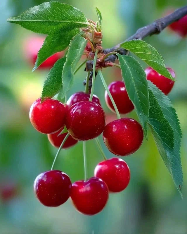 Cerisier 'Griotte de Montmorency' Label Rouge - H.125/150cm - Gobelet - Pot de 12 litres - Image 1