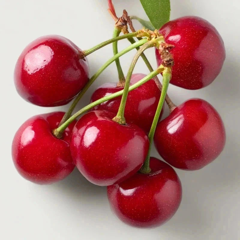 Cerisier 'Griotte de Montmorency' Label Rouge - H.125/150cm - Gobelet - Pot de 12 litres - Image 3