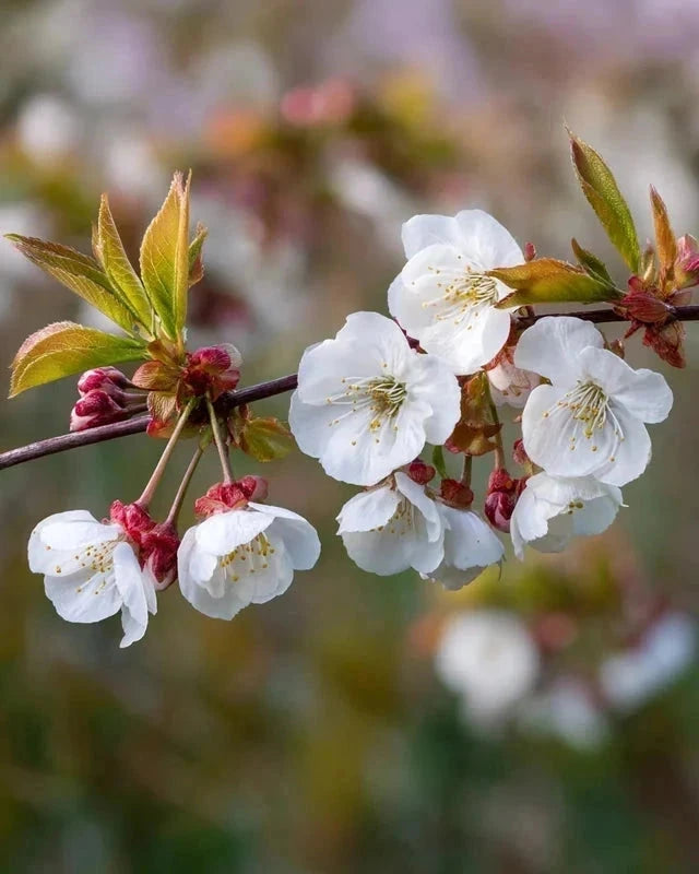 Cerisier 'Griotte de Montmorency' Label Rouge - H.125/150cm - Gobelet - Pot de 12 litres - Image 4