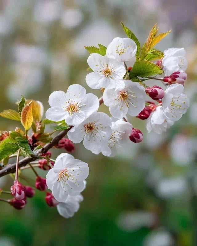 Cerisier 'Griotte de Montmorency' Label Rouge - H.125/150cm - Gobelet - Pot de 12 litres - Image 5