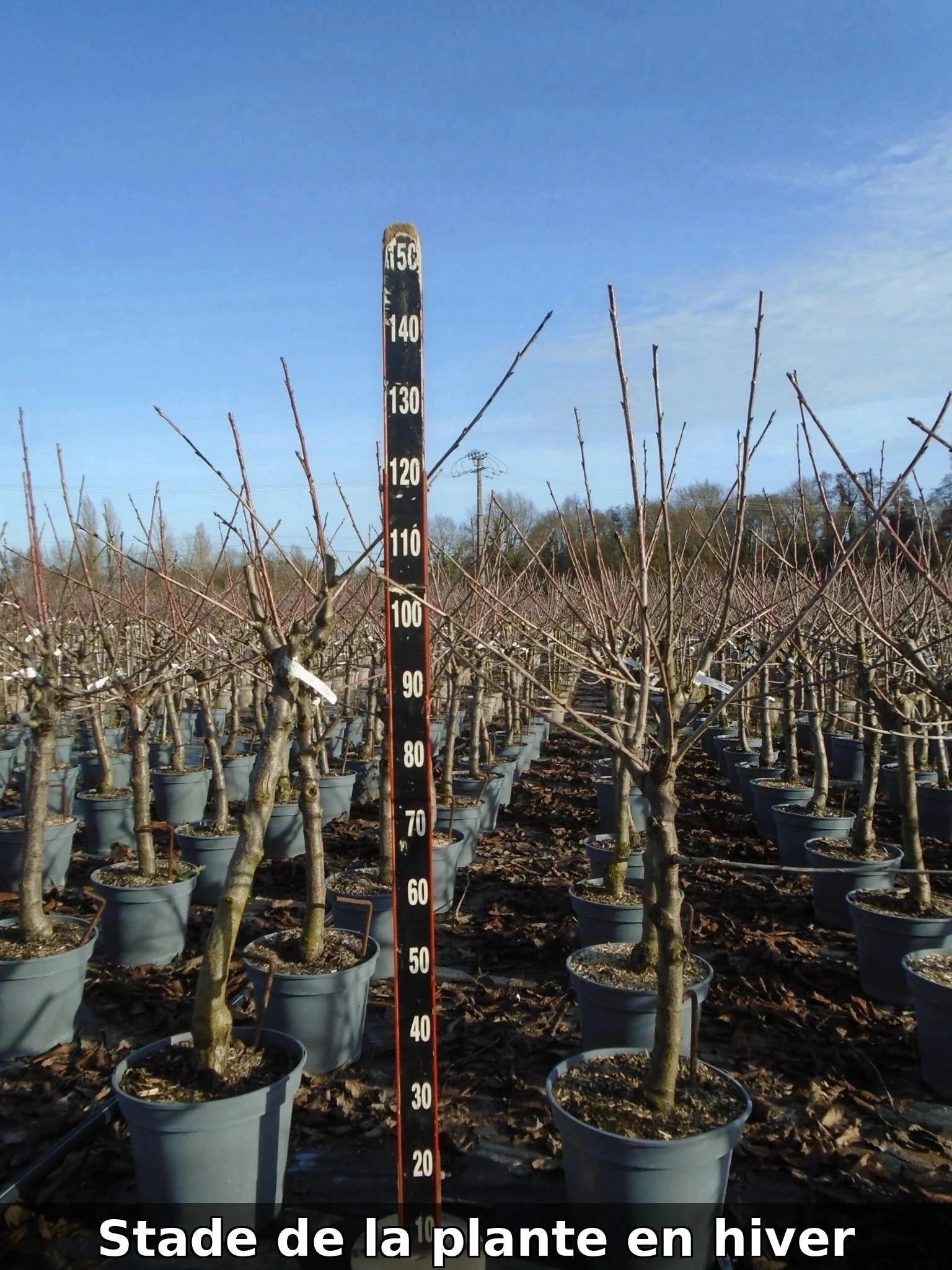 Cerisier 'Griotte de Montmorency' Label Rouge - H.125/150cm - Gobelet - Pot de 12 litres - Image 7