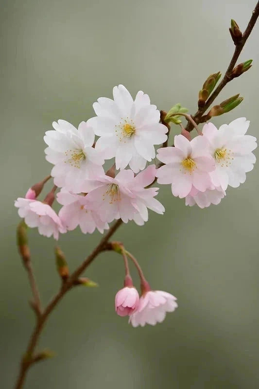 Cerisier à fleurs 'Autumnalis rosea' - 1/2 tige 6/8 - Racines nues - Image 2