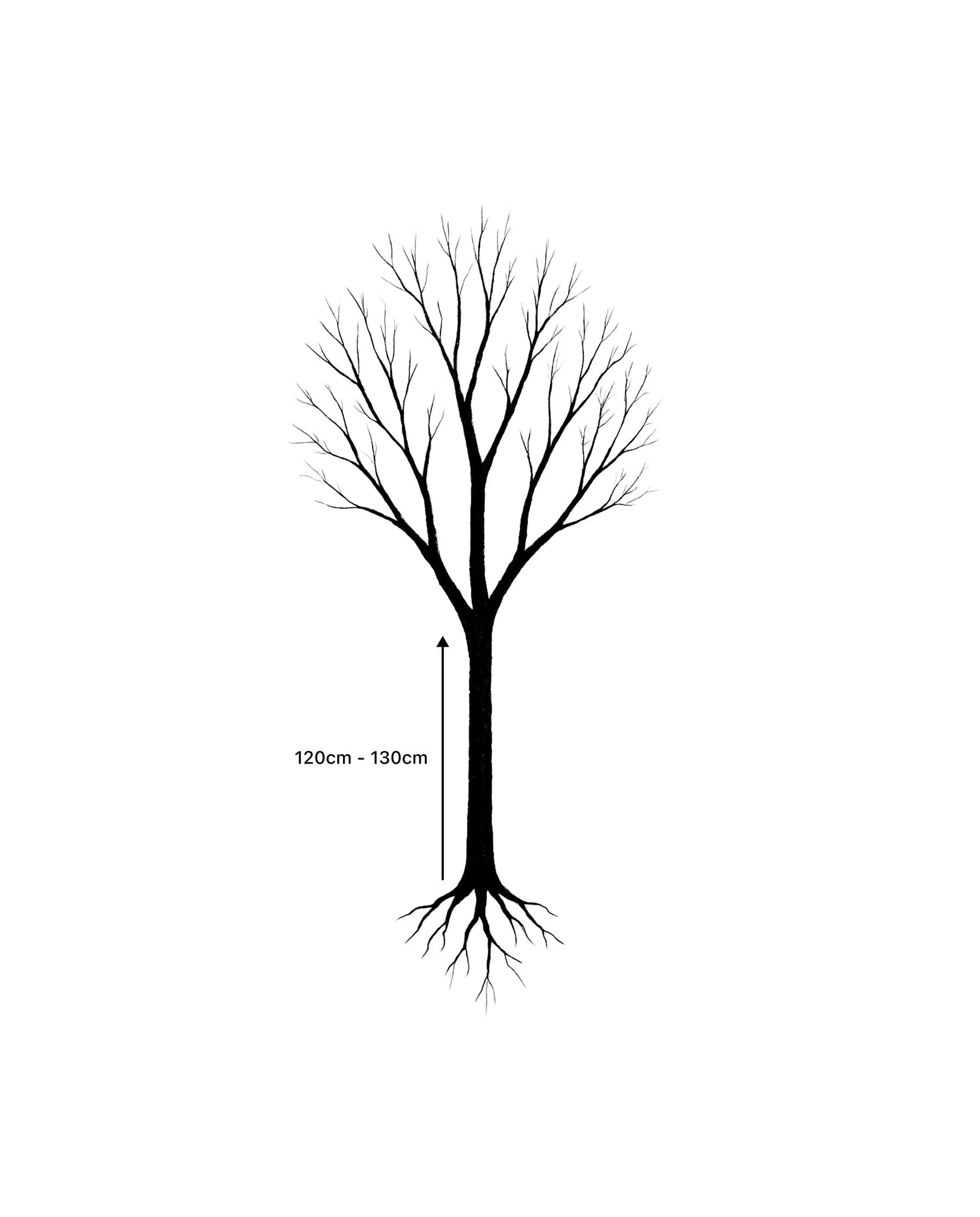 Cerisier à fleurs 'Autumnalis rosea' - 1/2 tige 6/8 - Racines nues - Image 3