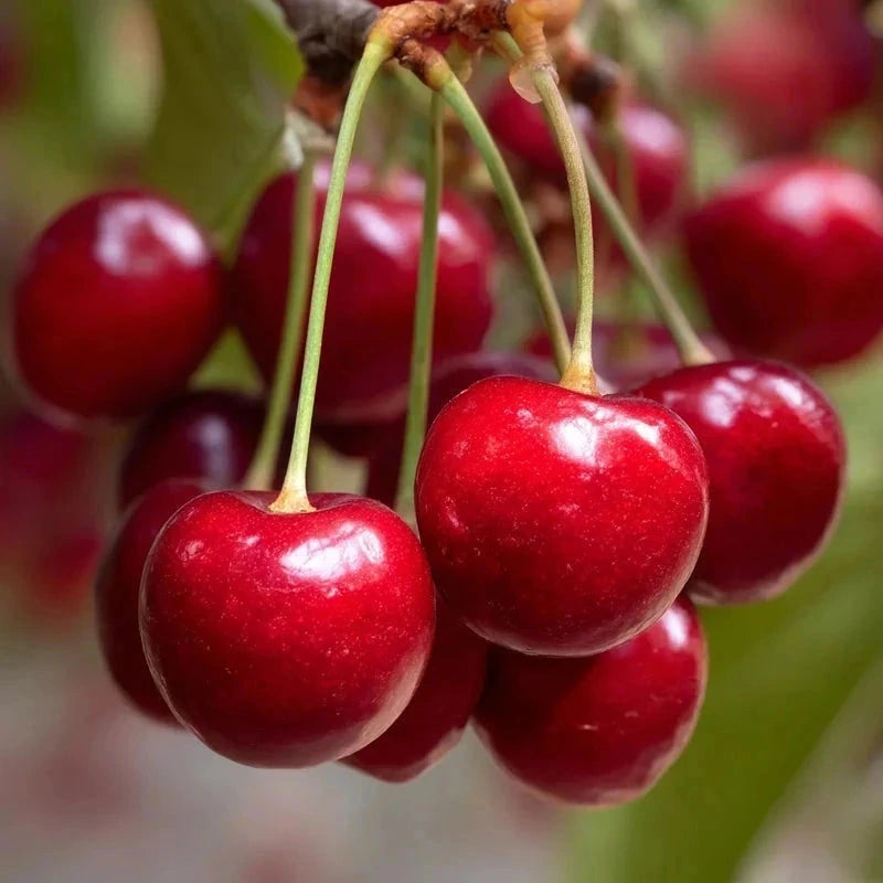 Cerisier bigarreau 'Bigalise' - Gobelet - H.125/150 cm - Pot de 12 litres