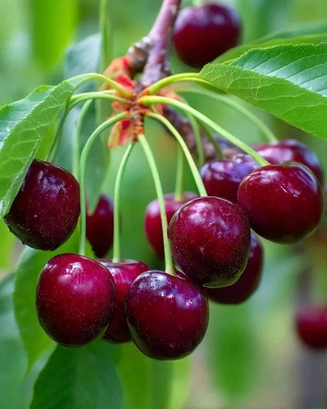 Cerisier bigarreau 'Burlat' - Gobelet - H.125/150cm - Pot de 10 litres