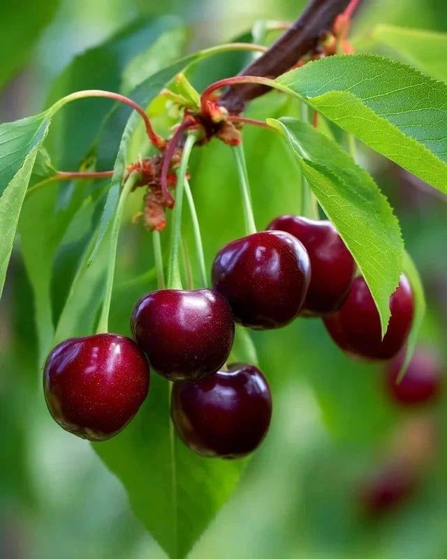 Cerisier bigarreau 'Burlat' - Gobelet - H.125/150cm - Pot de 10 litres - Image 3