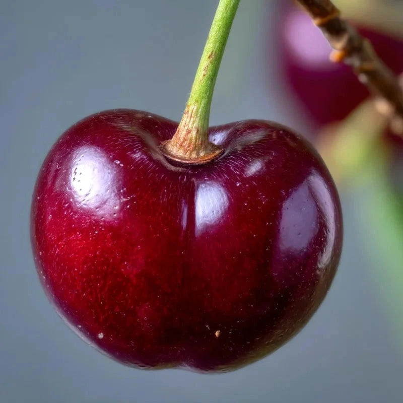 Cerisier bigarreau 'Burlat' - Gobelet - H.125/150cm - Pot de 10 litres - Image 5