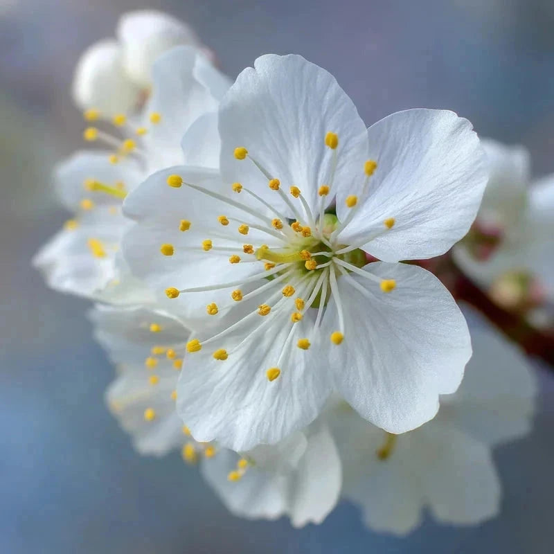 Cerisier bigarreau 'Burlat' - Gobelet - H.125/150cm - Pot de 10 litres - Image 7