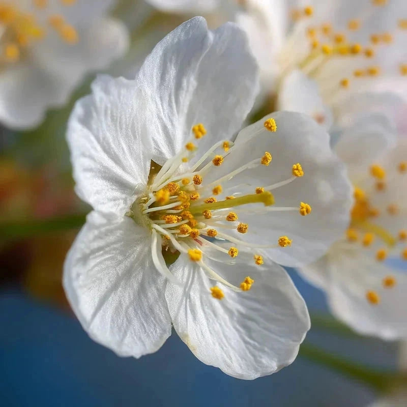 Cerisier bigarreau 'Burlat' - Gobelet - H.125/150cm - Pot de 10 litres - Image 8
