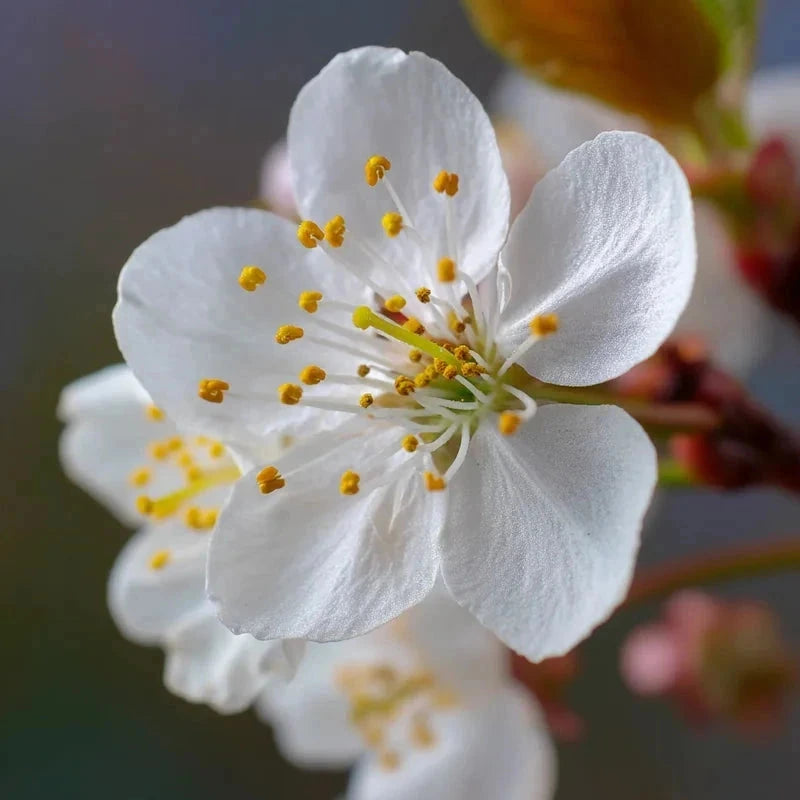 Cerisier bigarreau 'Burlat' - Gobelet - H.125/150cm - Pot de 10 litres - Image 9