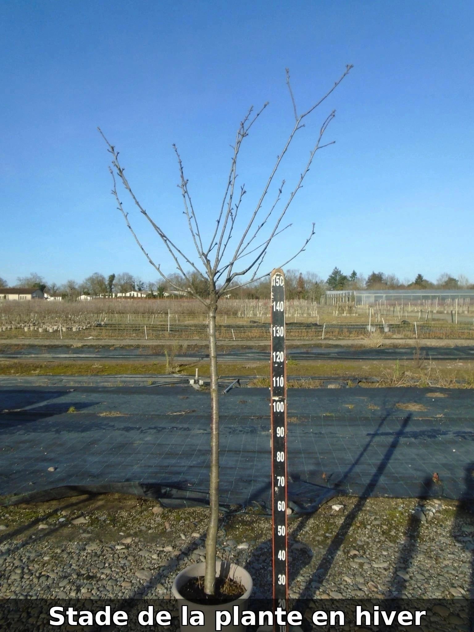 Cerisier bigarreau 'Hedelfingen' - 1/2 tige - H.175/200cm - Pot de 12 litres - Image 7