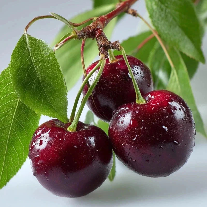 Cerisier bigarreau 'Moreau' - Gobelet - H.125/150cm - Pot de 10 litres