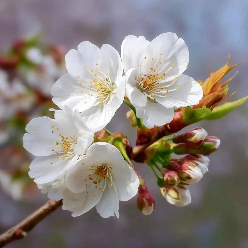 Cerisier bigarreau 'Moreau' - Gobelet - H.125/150cm - Pot de 10 litres - Image 3