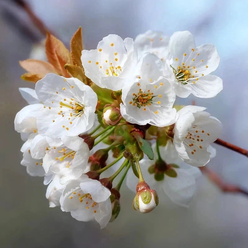 Cerisier bigarreau 'Moreau' - Gobelet - H.125/150cm - Pot de 10 litres - Image 7