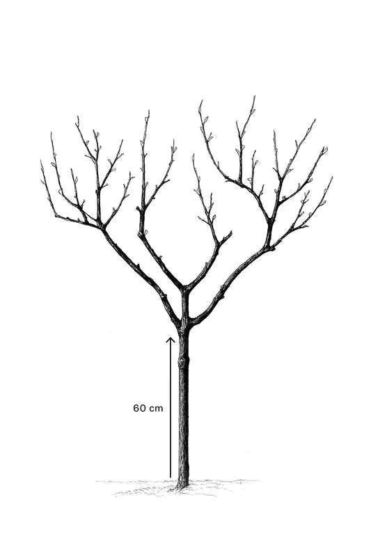 Cerisier bigarreau 'Moreau' - Gobelet - H.125/150cm - Pot de 10 litres - Image 8