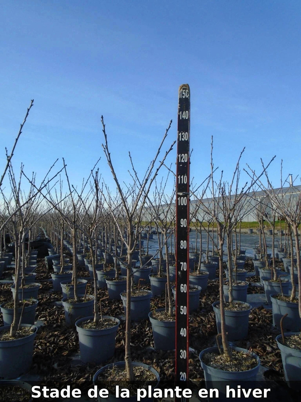 Cerisier bigarreau 'Napoleon' - Gobelet - H.125/150 cm - Pot de 10 litres - Image 5
