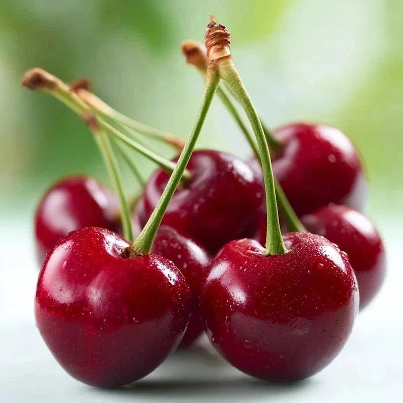 Cerisier bigarreau 'Saint-Antoine' - 1/2 tige - H.175/200cm - Pot de 15 litres