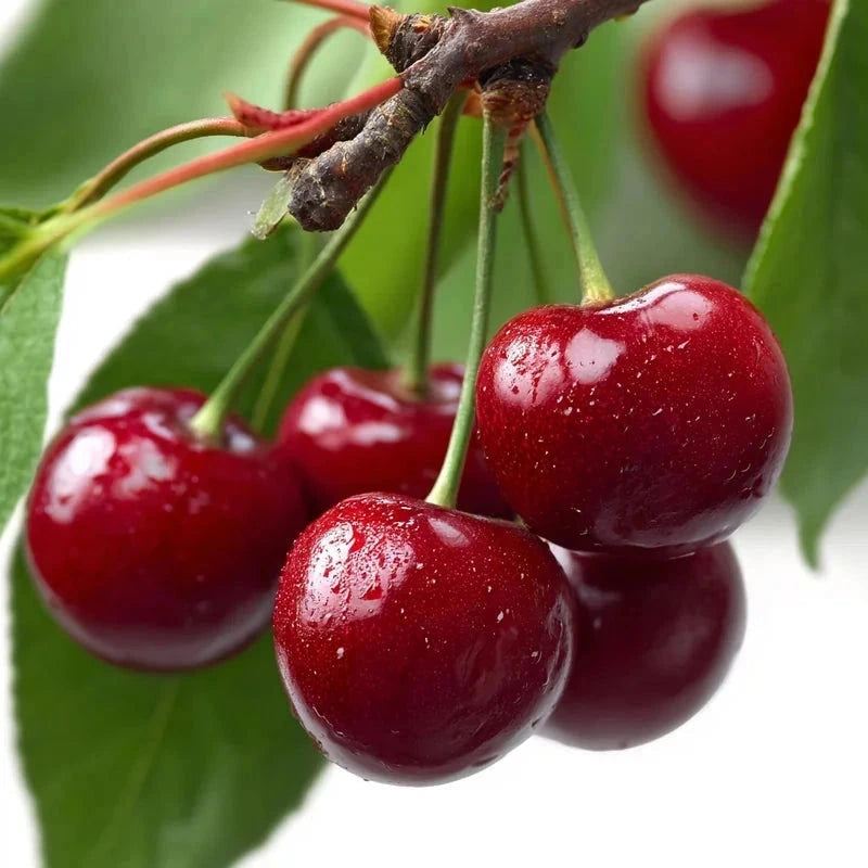 Cerisier bigarreau 'Summit' - 1/2 tige - H.175/200cm - Pot de 12 litres