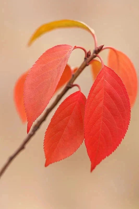 Cerisier du Japon 'Amanogawa' - H.150/175cm - Pot de 20 litres - Image 3