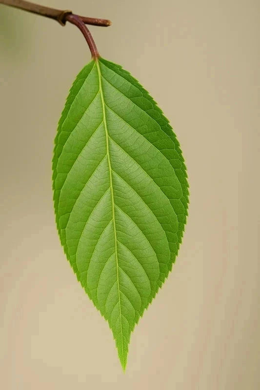 Cerisier du Japon 'Amanogawa' - H.150/175cm - Pot de 20 litres - Image 4