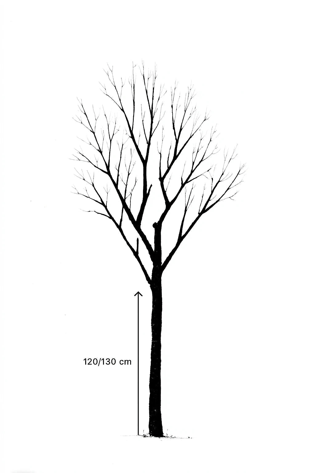 Cerisier du Japon 'Kiku shidare zakura' - 1/2 tige 8/10 - H.200/250cm - Pot de 20 litres - Image 3