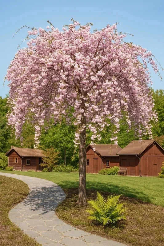 Cerisier du Japon 'Kiku shidare zakura' - Tige 8/10cm - H.250/300cm - Pot de 30 litres - Image 1