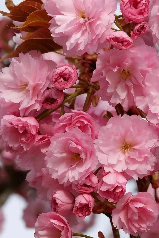 Cerisier du Japon 'Kiku shidare zakura' - Tige 8/10cm - H.250/300cm - Pot de 30 litres - Image 2