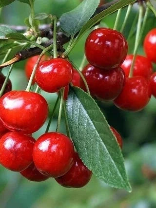 Cerisier nain 'Griotella' - H.100/125cm - Pot de 7,5 litres