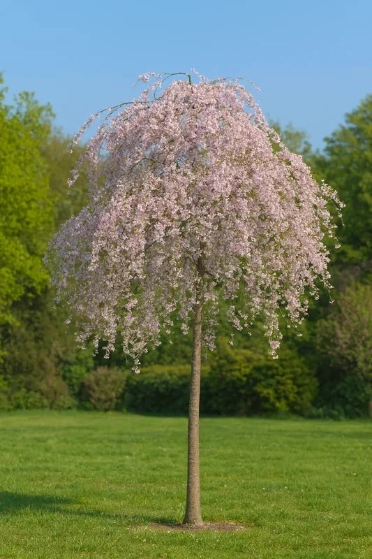 Cerisier pleureur 'Pendula' - 1/2 tige - H.200/250cm - Racines nues