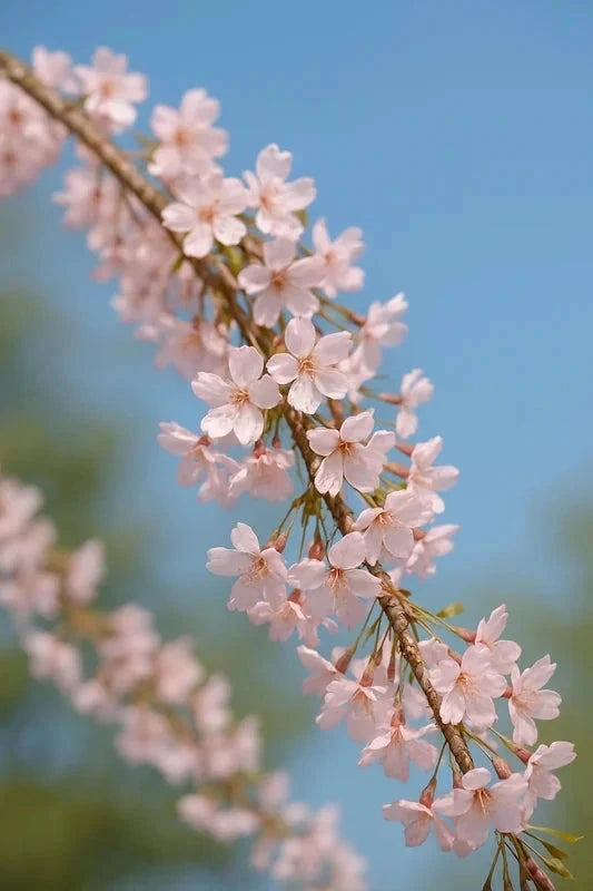 Cerisier pleureur 'Pendula' - 1/2 tige - H.200/250cm - Racines nues - Image 2