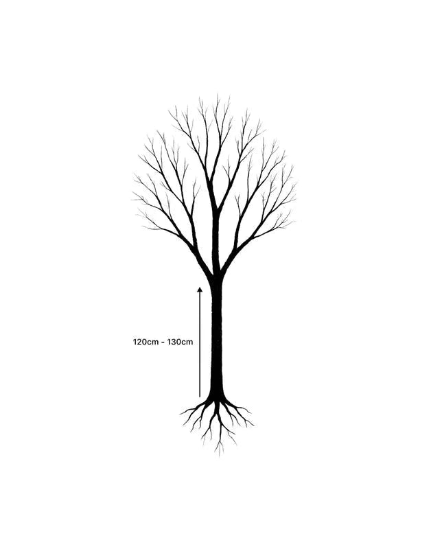 Cerisier pleureur 'Pendula' - 1/2 tige - H.200/250cm - Racines nues - Image 4